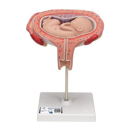 3B SCIENTIFIC 5th Month Foetus, transverse, w/ 3B Smart Anatomy 1000327